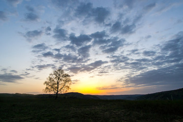 a lonely tree in the rays of the rising sun on the background of a mountain gorge