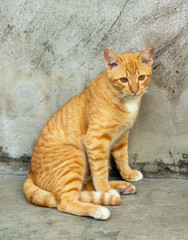 Orange striped cat a cat whose fur is mottled or streaked with dark stripes lie about On the ground In the garden.