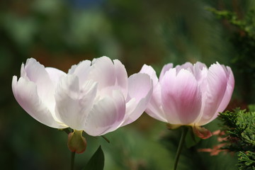 Gartenblumen