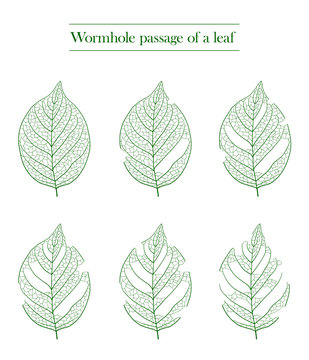Leaf worm-eating process illustration set