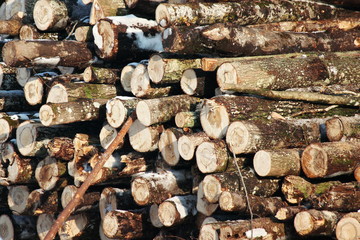 felled trees lie in a hill on a Sunny winter day. blanks for creativity, wood products or firewood. Fuel for the old boiler room. heat generation.