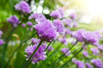 Allium. Decorative purple onions close-up in the rays of the bright sun on a blurred  background.
