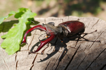 European stag beetle on a tree stump