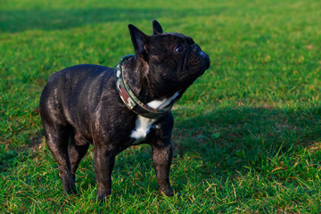 Dog breed French Bulldog