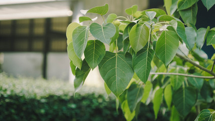 green leaftin the garden
