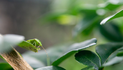 Green bug at leaf, Close up shot