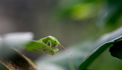 Green bug at leaf, Close up shot