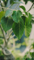green leaves of a tree