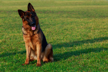 Dog breed German Shepherd