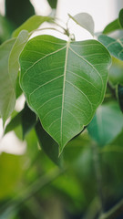 green leaves of a tree