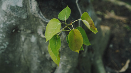 green leaves of a tree