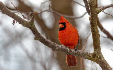 Inquisitive Cardinal