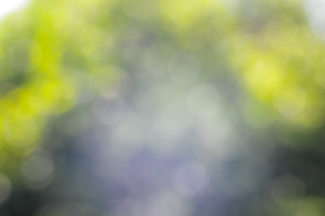 Nature bokeh background