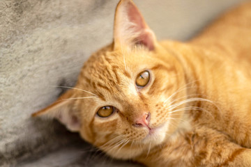 Orange striped cat a cat whose fur is mottled or streaked with dark stripes lie about On the ground In the garden.