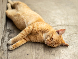 Orange striped cat a cat whose fur is mottled or streaked with dark stripes lie about On the ground In the garden.