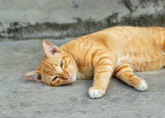 Orange striped cat a cat whose fur is mottled or streaked with dark stripes lie about On the ground In the garden.