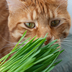 Big beautiful red cat eating green grass
