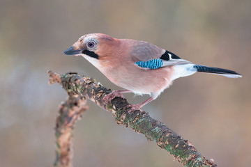 Eurasian jay (Garrulus glandarius)
