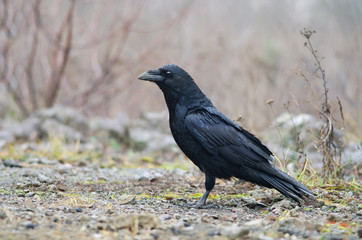 Raven