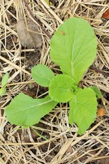 fresh lettuce hydroponics for health in garden