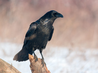 Common Raven (Corvus corax)