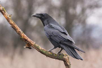 Common Raven