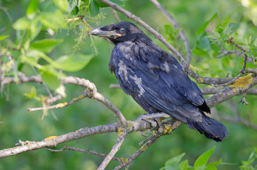 Juvenile common raven (Corvus corax)