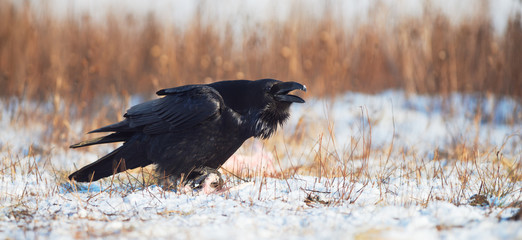 Raven calling. Corvus corax