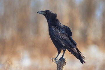 Raven (Corvus corax)