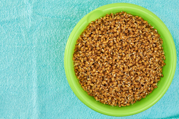 young grains of wheat germ in a deep green plate on a blue kitchen towel. Dietary vegetarian food. healthy food. bread. copy space