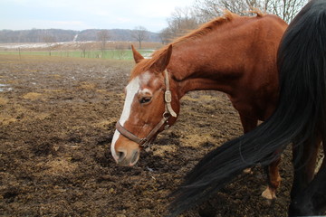 Horse in paddock in Albertovec, Moravian-Silesian region, Czech republic