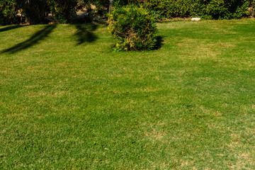 Fototapeta na wymiar Beautiful green lawn in the city park