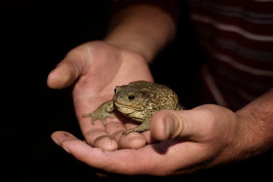 Close-up of toad in man's hands 