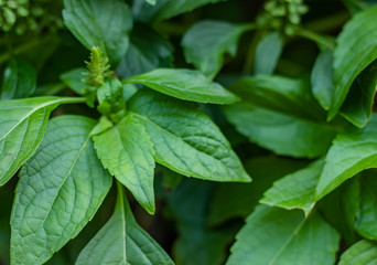 Caraway is a flavorful and aromatic herb. The caraway seed is the most used part of the plant and can be used in baking, soups, stews and other foods but all parts of the plant are edible. 
