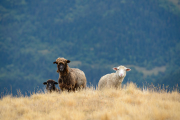 Fototapeta premium Three sheep in a field in the mountains