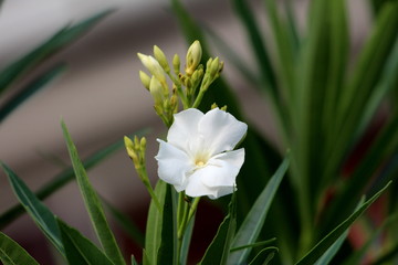 Single white Oleander or Nerium oleander shrub plant with fully open blooming white flower next to closed flower buds surrounded with long dark green leaves on warm sunny summer day