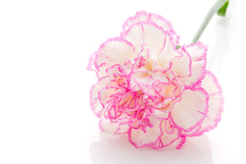 carnation