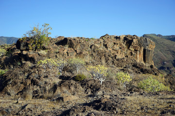 Rock with trees