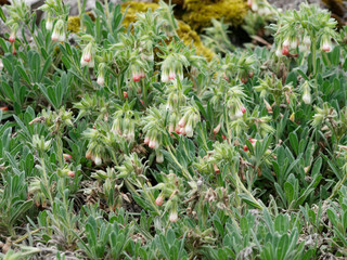 Onosma alborosea. Turkishe Lotwurz oder Goldtropfen