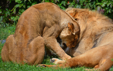 Lion is one of the four big cats in the genus Panthera, and a member of the family Felidae. With...