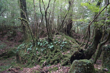 tree in forest