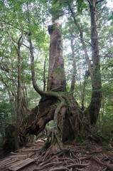trunk of a tree