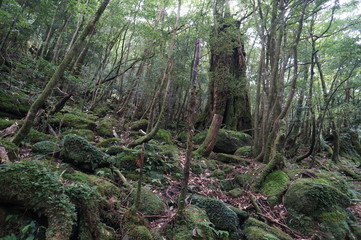 trees in the forest