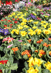 many flower boxes at the floral market