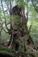 old tree in the forest