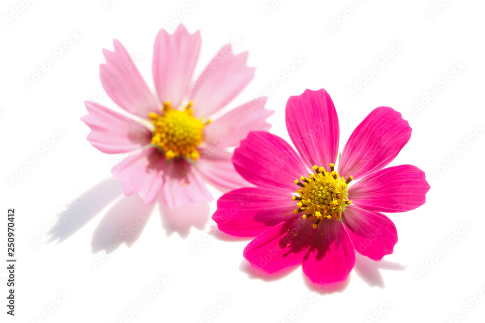 Wall mural cosmos flower
