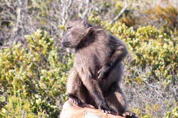 Wild baboon sitting on a rock; South African wild animals