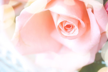 Bright beautiful pink roses background close up