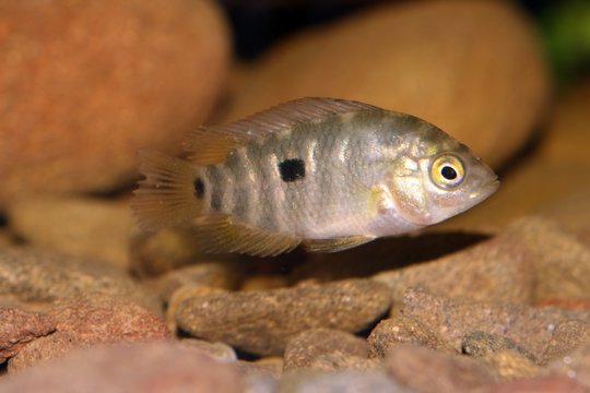 Alevín de Australoheros facetus, el chanchito, pez perteneciente a la familia de los cíclidos nativo del sur de América, especie exótica en España y Portugal.