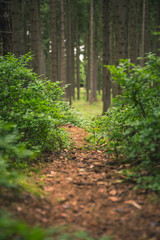 Obraz premium Mystic forrest path spooky creepy trail cloudy summer